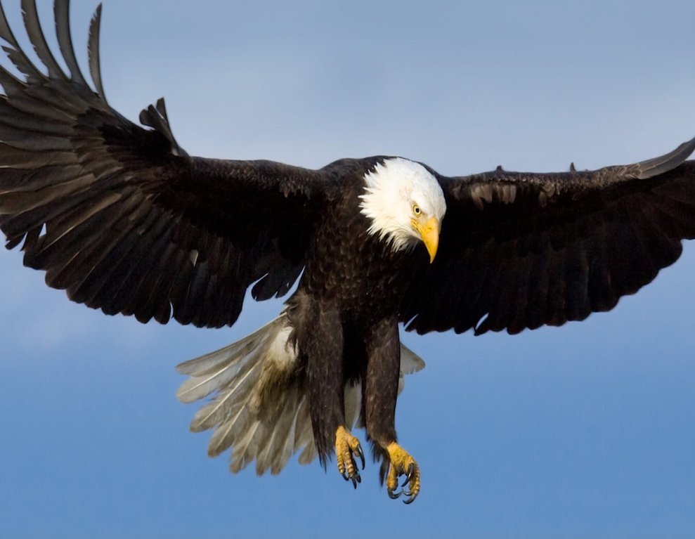 Albanian Wildlife: Top 10 Animals That Roam in Albania Albanian Wildlife: Top 10 Animals That Roam in Albania